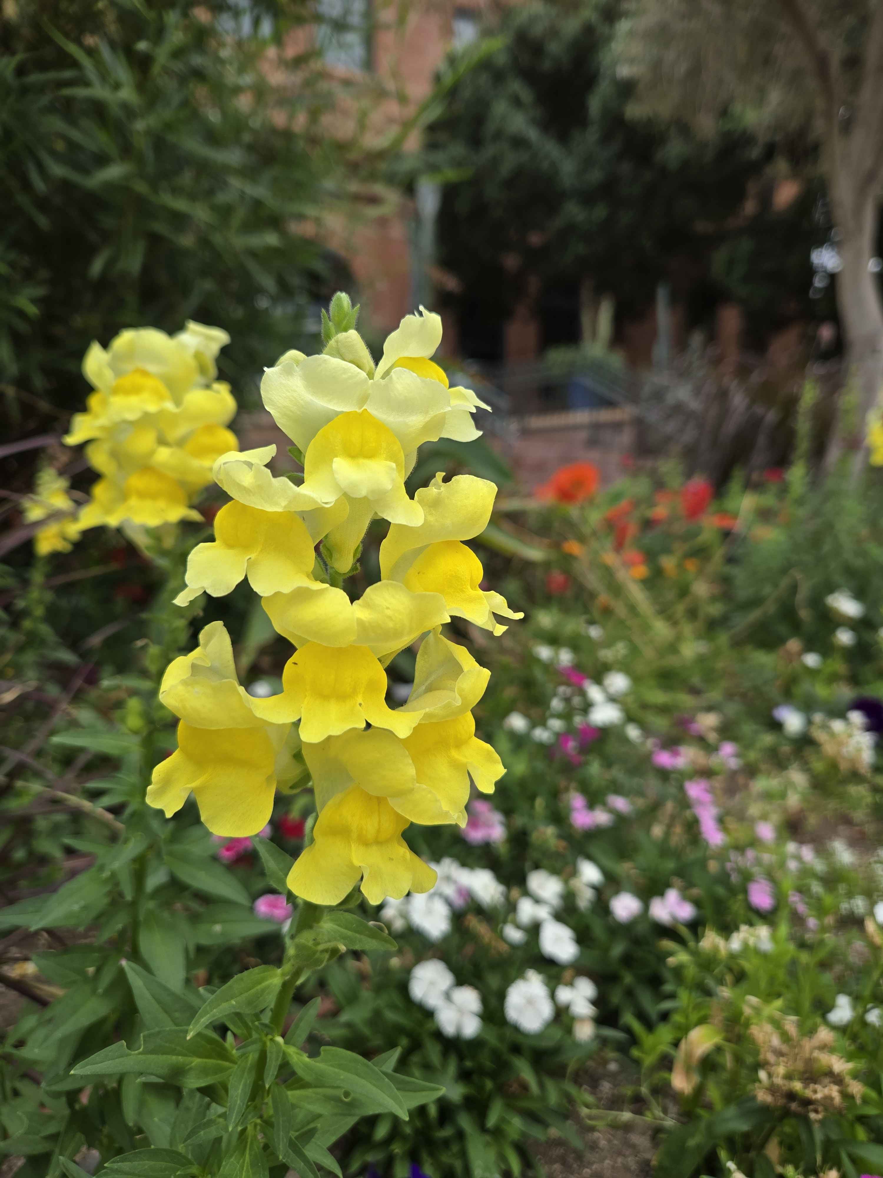 Yellow flowers on the ASU campus